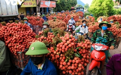 Vụ vải thiều Bắc Giang năm nay đạt doanh thu trên 6.780 tỷ đồng