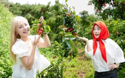 Dàn KOLs hàng đầu tới vườn vải Lục Ngạn làm một việc, ai cũng trầm trồ