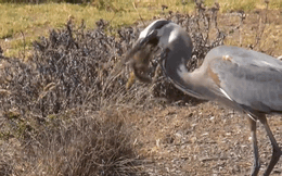 Video: Bị nuốt sống, sóc chuột giãy giụa trong cổ chim diệc khổng lồ