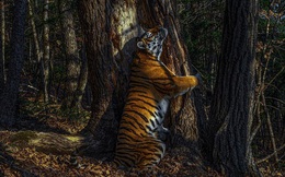Bức ảnh hổ ôm cây giành giải thưởng nhiếp ảnh danh giá, tác giả tiết lộ quá trình tác nghiệp càng thấy đáng khâm phục hơn