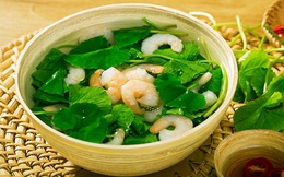 Trị chảy máu mũi bằng cây lá vườn nhà