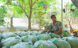 Long An: Trồng thứ rau ăn mát, cắt lá bán 1 ngày đúi túi 1 triệu, gom hạt đem bán mỗi ký giá 2,5 triệu