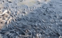 Cảnh tượng đàn cá bơi lúc nhúc gây nổi da gà, ngỡ chỉ xuất hiện trong phim kinh dị mà có thật ở hồ nước độc nhất vô nhị trên thế giới