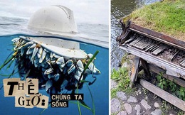 Những hình ảnh chứng minh dù con người có tàn nhẫn đến mức nào, mẹ thiên nhiên vẫn sẽ luôn tìm cách lấy lại những gì thuộc về mình