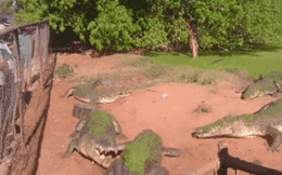 Cá sấu 'ham ăn' cắn nhầm chân đồng loại, du khách hốt hoảng vì hành động kinh dị ngay sau đó