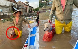 Xúc động hình ảnh người phụ nữ lội trong nước lũ, không quên xách theo chú chó trong chiếc làn nhỏ