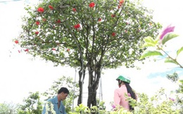Giật mình giá cây dâm bụt cổ thụ  ở miền Tây gần 100 triệu đồng