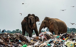 Cảnh tượng nhói lòng: Đàn voi xác xơ quanh quẩn kiếm ăn bên một bãi rác khổng lồ, ăn phải rác nhựa và toàn những thứ không thể tiêu hóa