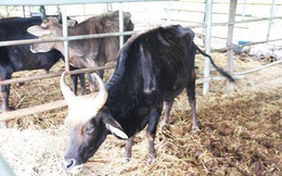 Vườn quốc gia Phước Bình sẽ chăm sóc đàn bò tót ốm đói, suy kiệt như thế nào?