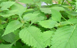 Kinh giới - Thuốc quý của mọi nhà