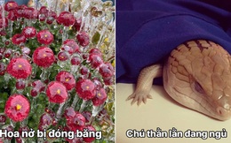 Những hình ảnh không chỉ siêu hiếm gặp mà độ 'giải ngố' cũng cực cao, đảm bảo khiến bạn ngỡ ngàng về thế giới xung quanh