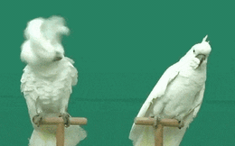 9 khoảnh khắc chứng minh loài vẹt là "chúa hề" trong thế giới động vật