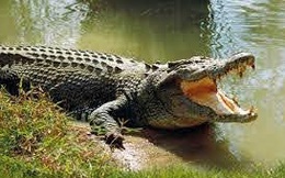 Cá sấu đi lạc vào vuông tôm bị người nông dân thu phục trong đêm