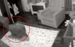 Chó cưng thường lẻn vào phòng con gái nhỏ mỗi tối, bố mẹ kiểm tra camera mới thầm biết ơn con vật