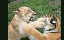 Clip: Sư tử con và hổ con hồn nhiên chơi trò tát nhau hút triệu views
