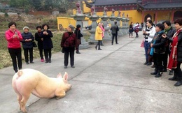 Clip chú lợn quỳ gối hàng tiếng đồng hồ trước cửa chùa khi bị bắt tới lò mổ khiến dân mạng "dậy sóng"