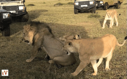 Clip: 4 sư tử cái hùa nhau đánh đuổi sư tử đực trước mắt du khách