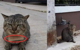 Góc "con dại cái mang": Chú mèo bỏ nhà đi bụi 3 ngày, khi trở về mang theo món nợ khiến chủ nhân dở khóc dở cười