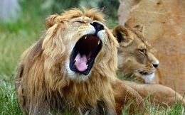 1001 thắc mắc: Những sự thật gây sốc về loài sư tử mà bạn không ngờ tới