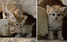 Sự thật thú vị về Mèo Cát - loài 'tiểu hổ' duy nhất có thể sống trên sa mạc