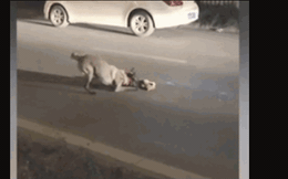 Clip: Chú chó cố gắng đánh thức mèo đã chết rồi kéo bạn vào lề đường