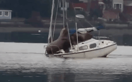 Vui quá hóa rồ: Hai con sư tử biển nặng gần 6 tạ nhảy lên thuyền - kết cục khiến thuyền suýt chìm