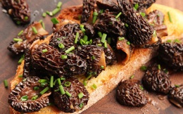 Loài nấm lạ nhìn như tổ ong có giá lên tới 11 triệu VNĐ/kg khiến giới đầu bếp Pháp mê đắm: Hương vị tuyệt hảo, nhưng lợi ích sức khỏe mới đáng chú ý