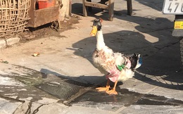 Chú vịt 'sành điệu' được mặc quần áo mỗi ngày 1 bộ, nhuộm lông đầu, đeo vòng cổ khiến ai cũng phải nhìn ở ngã tư Bạch Mai - Phố Huế