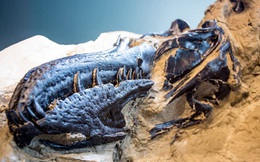 Khủng Long Song Đấu – Hóa thạch vô giá và 'pha solo' 67 triệu năm của 2 loài khủng long nổi tiếng nhất