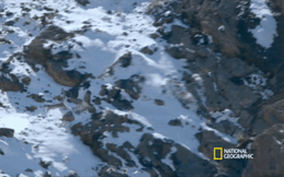 Báo tuyết vừa tóm được dê núi thì cả hai rơi xuống vực: Có phải thảm họa với kẻ săn mồi?