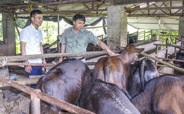 Trồng cây ăn quả kết hợp nuôi bò 3B, mỗi năm chàng trai Tày 'bỏ túi' 400-500 triệu đồng