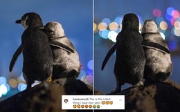Sự thật bất ngờ đằng sau bức ảnh hai chú chim cánh cụt ôm nhau gây bão