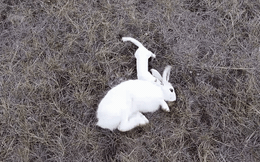 Clip: Suýt bị chồn giết chết, thỏ trắng được chú chó cứu mạng