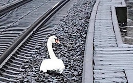 Con thiên nga nằm giữa đường ray, ngồi lì không chịu đi khiến 20 chuyến tàu bị hủy, biết nỗi khổ tâm của con vật ai cũng rơi nước mắt