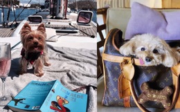 Hermes của hội phú bà 'fake' chỉ là vay mượn, nhưng Ferrari của hội 'rich dog' dưới đây lại không hề giả trân chút nào
