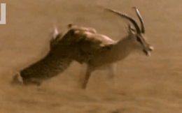 Báo săn bị con mồi phản công: Cặp sừng của linh dương có làm nên chuyện?