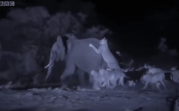 Video: Voi rừng bị 30 con sư tử tập kích, tuyệt vọng khi không thể thoát thân
