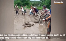 Video: Người dân bất ngờ bắt được trăn khổng lồ trên cánh đồng lúa