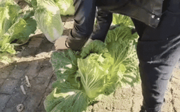 Màn trồng rau cải trên vỉa hè gây tranh cãi: Người bảo phun thuốc, người lại nói gắn keo 502