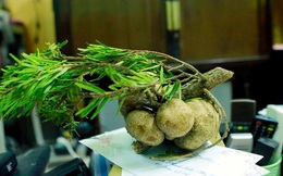 Loại nấm mọc trên ngọn cây, giá vài triệu/kg vẫn được nhà giàu Việt lùng mua quanh năm vì 'ít có, khó tìm'