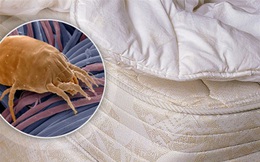 Chuyên gia cảnh báo: Hàng triệu sinh vật giấu mặt ngay trong giường ngủ nhà bạn là thủ phạm gây nhiều bệnh