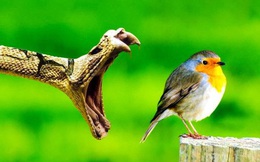 Loạt ảnh mang tên 'khoảnh khắc vàng hoàn hảo', được chụp đúng 1 tích tắc trước khi 'sự đã rồi', xứng đáng ẵm giải nhanh tay nhanh mắt