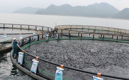 Trang trại nuôi cá rô phi nặng 2kg, khám bệnh thường xuyên, xuất đi Mỹ và châu Âu