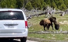 Video: Bò bison bỏ mạng dưới nanh vuốt của gấu xám sau 5 phút giao chiến