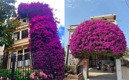 Dân mạng khoe những giàn hoa "vĩ đại" phủ kín nhà nhưng có một nguy cơ ai nghĩ tới cũng e sợ