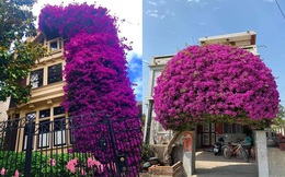 Những 'ngôi nhà hoa giấy' phiên bản đời thực ở Việt Nam đẹp rụng rời, nhìn xong chỉ muốn trồng ngay vài gốc