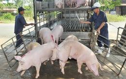 Giá lợn hơi ở Thái chỉ 55.000 đồng/kg, doanh nghiệp Việt xin nhập gấp 80 vạn con lợn sống về giết mổ