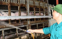 Dự kiến nhập khẩu 1,9 triệu heo thịt Thái Lan