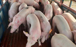 Lô hàng 500 con lợn sống nhập khẩu từ Thái Lan đã về Việt Nam