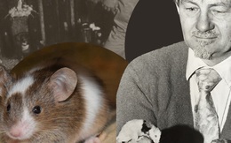 Thành phố chuột: Thí nghiệm động vật ghê rợn nhất từng được thực hiện, gợi mở suy ngẫm về tương lai nhân loại
